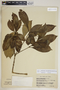 Rauvolfia biauriculata Müll. Arg., Guadeloupe, C. H. L. Sastre 1912, F