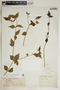 Rauvolfia ligustrina Willd. ex Roem. & Schult., Trinidad and Tobago, W. E. Broadway 2263, F