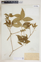Rauvolfia viridis Willd., Haiti, F