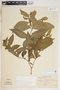 Rauvolfia viridis Willd., Guadeloupe, C. H. L. Sastre 1988, F