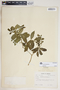 Rauvolfia tetraphylla L., Jamaica, T. G. Yuncker 17098, F