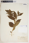 Rauvolfia viridis Willd., Guadeloupe, A. Duss 2614, F
