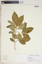 Rauvolfia viridis Willd., Guadeloupe, S. Barrier 2897, F