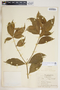 Rauvolfia viridis Willd., Grenada, P. Beard 1201, F