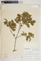 Rauvolfia viridis Willd., Puerto Rico, W. R. Stimson 3341, F