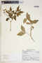 Rauvolfia viridis Willd., Puerto Rico, E. L. Little, Jr. 21573, F