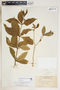 Rauvolfia viridis Willd., Cuba, J. A. Shafer 1207, F