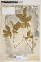 Rauvolfia viridis Willd., U.S. Virgin Islands, A. E. Ricksecker 407, F
