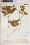 Rauvolfia viridis Willd., U.S. Virgin Islands, Mrs. Rev. J. J. Ricksecker 333, F