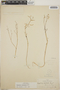 Euphorbia lagunensis image