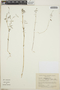 Euphorbia lagunensis image