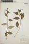 Euphorbia lancifolia image