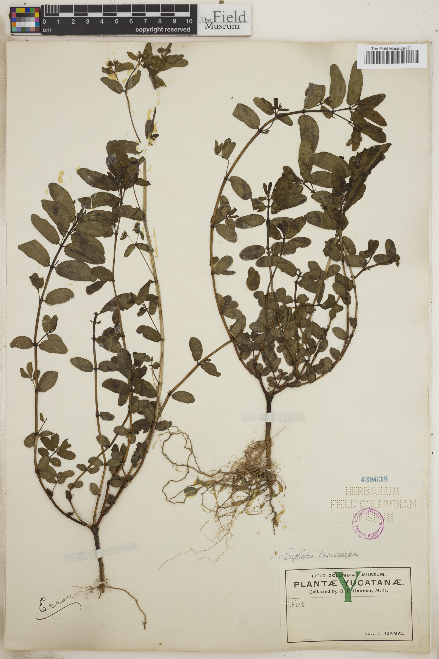 Chamaesyce lasiocarpa image
