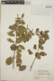 Euphorbia leucocephala image