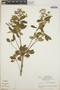 Euphorbia leucocephala image