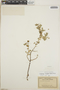 Euphorbia leucophylla image