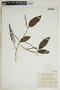 Piper arboreum image