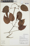 Bignonia aequinoctialis L., Ecuador, R. J. Burnham 1730, F