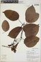 Bignonia aequinoctialis L., Ecuador, R. J. Burnham 1652, F