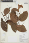 Bignonia aequinoctialis L., Ecuador, R. J. Burnham 1629, F