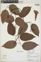 Bignonia aequinoctialis L., Ecuador, R. J. Burnham 1607, F