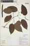 Bignonia aequinoctialis L., Ecuador, R. J. Burnham 1373, F