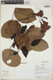 Bignonia aequinoctialis L., Ecuador, R. J. Burnham 1760, F