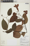 Bignonia aequinoctialis L., Ecuador, R. J. Burnham 1624, F