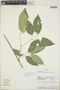 Fridericia conjugata (Vell.) L. G. Lohmann, Bolivia, A. H. Gentry 71155, F