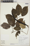 Dolichandra uncata (Andrews) L. G. Lohmann, Peru, R. B. Foster 11425, F