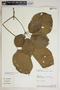 Handroanthus ochraceus (Cham.) Mattos, Bolivia, A. H. Gentry 73984, F