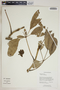 Tabebuia aurea (Silva Manso) Benth. & Hook. f. ex S. Moore, Bolivia, C. Sobrevila 1744, F