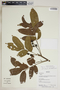 Tapirira guianensis Aubl., Bolivia, R. B. Foster 12531, F