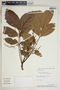 Tapirira guianensis Aubl., Peru, W. Pariona 48, F