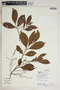 Tapirira guianensis Aubl., Bolivia, R. B. Foster 13905, F