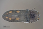 3741501 Acmaeodera chisosensis, holotype, habitus, dorsal view.