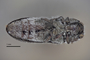 3741501 Acmaeodera chisosensis, holotype, habitus, ventral view.