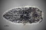 3741503 Acmaeodera curtilata, holotype, habitus, dorsal view.