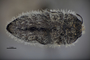 3741503 Acmaeodera curtilata, holotype, habitus, ventral view.