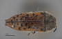 3741506 Acmaeodera flavinigrapuncata, type, habitus, dorsal view.