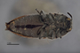3741506 Acmaeodera flavinigrapuncata, type, habitus, ventral view.