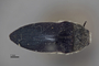 3741507 Acmaeodera gibbula, type, habitus, dorsal view.