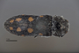 3741509 Acmaeodera hassayampae, holotype, habitus, dorsal view.