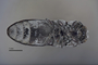 3741509 Acmaeodera hassayampae, holotype, habitus, ventral view.