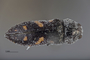 3741513 Acmaeodera mimicata, holotype, habitus, dorsal view.