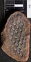 PP 58164 [HS, M] Lepidodendron worthenii, Moscovian / Desmoinesian, Francis Creek Shale Member, United States of America, Illinois, Will, Mazon Creek Region
