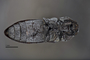 3741513 Acmaeodera mimicata, holotype, habitus, ventral view.
