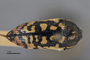 3741515 Acmaeodera paradisjuncta, holotype, habitus, dorsal view.