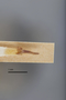 3741515 Acmaeodera paradisjuncta, holotype, dissected genitalia