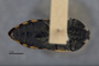 3741515 Acmaeodera paradisjuncta, holotype, habitus, ventral view.